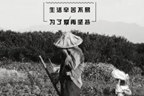乐添人物 | 不经一番寒彻骨，怎得梅花扑鼻香